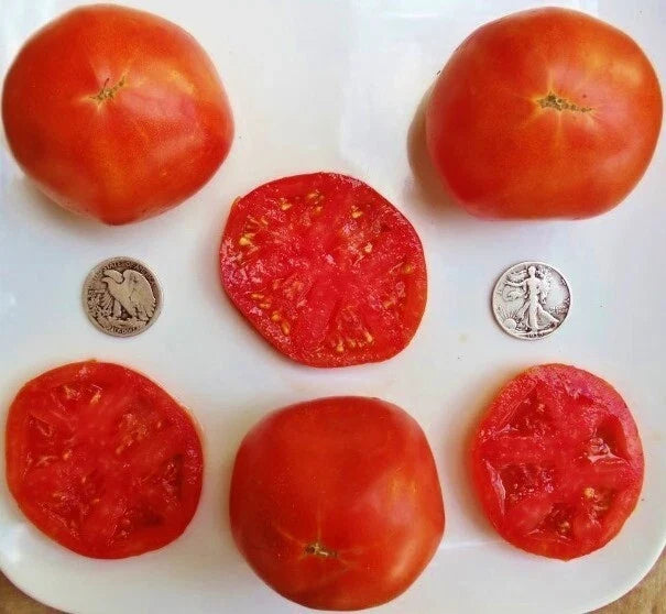 Abe Lincoln Tomato Seeds - 25 Count - Incredibly Sweet - Solanum lycopersicum