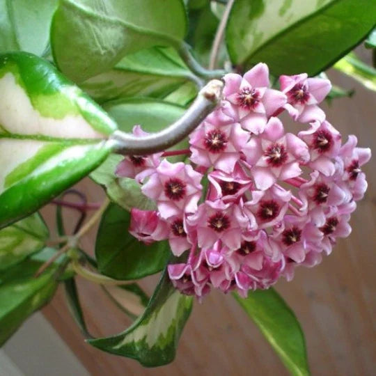 Rooted Hoya Carnosa Wax Plant - Variegated Cream & Green Leaves - Rubra - Indoor Houseplant