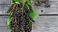 Black Cherry Seeds - 10+ Pack for Garden Planting - Prunus serotina - USA Grown