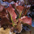 Red Romaine Lettuce Seeds 600+ Heirloom Vegetable Seeds, Lactuca Sativa, Organic Garden Planting