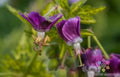 Conny Broe Geranium Seeds - 25+ Pack for Garden Planting - Pelargonium x hortorum - USA