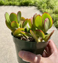 Live Succulent Plant - Jade Crosby Cutting, 3.5" - Crassula ovata