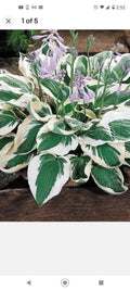 Patriot Variegated Hosta Root Plant - Perennial Shade Plant - Hosta Patriot