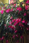 Christmas Cactus Starter Plant (1) - Old Fashioned Pink - Schlumbergera spp.