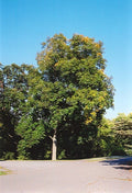 Shellbark Hickory Tree Live Plant 8-12+ Inch Carya laciniosa Edible Nuts Hardy Zone 5-9