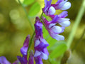 Hairy Vetch Seeds 1000 Count - Cover Crop, Green Manure, Pasture, Silage (Vicia villosa)