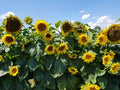 Sunflower Seeds 10+ Black Oil Heirloom Non-GMO Fresh - Helianthus annuus