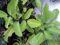 Miracle Plant Cuttings - 5 Stem Cuttings, Bryophyllum pinnatum, Organically Grown Life Plant