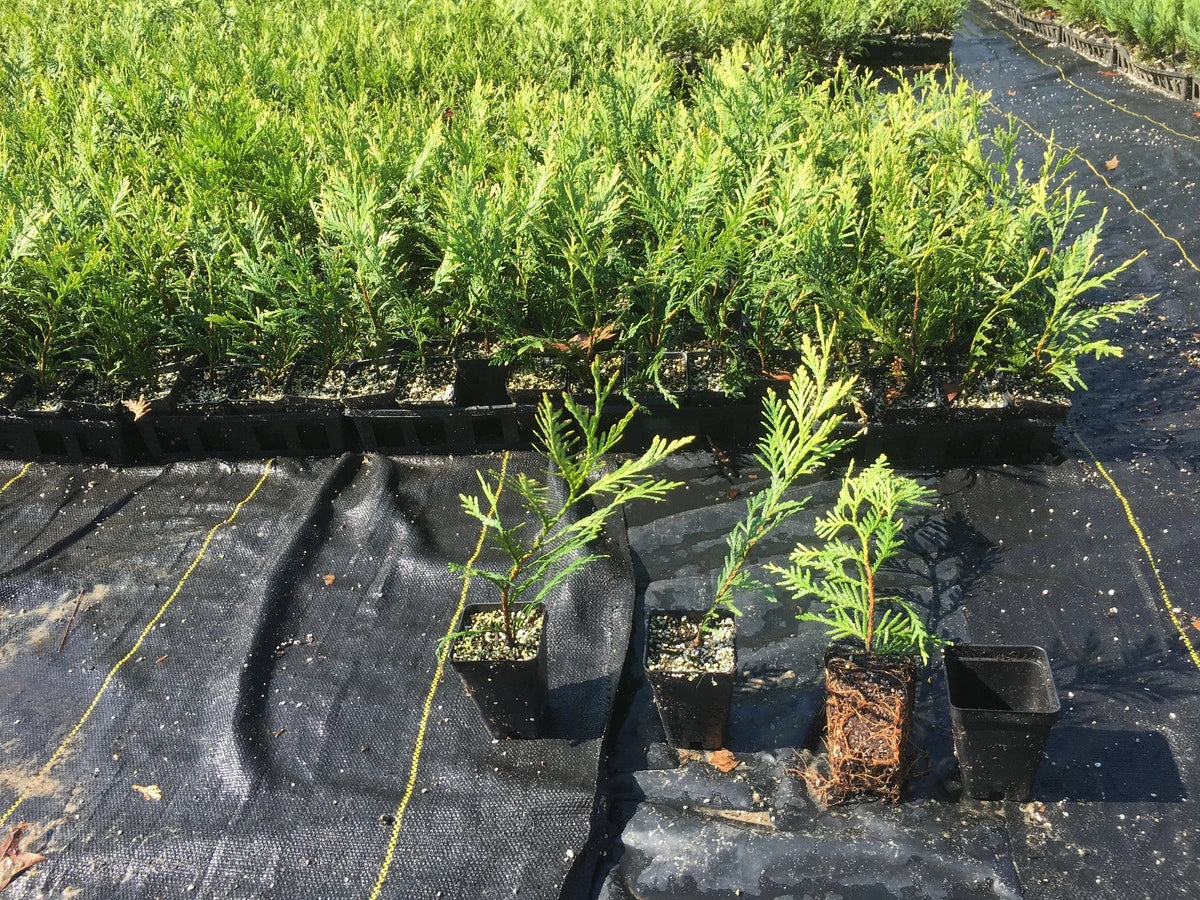 Green Giant Thuja Trees 10"-14" Box of 50 in Pots - Thuja standishii x plicata