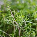 Summer Savory Herb Seeds - 200 Heirloom Seeds - Healthy Green Annual Perennial (Satureja hortensis)