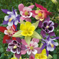 McKana Giant Mix Columbine Seeds | 100-2,000 Non-GMO Seeds | Aquilegia caerulea | Free Shipping