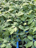 Big Beef Tomato Live Plants - Lot of 2 - 60+ Days Old - Solanum lycopersicum
