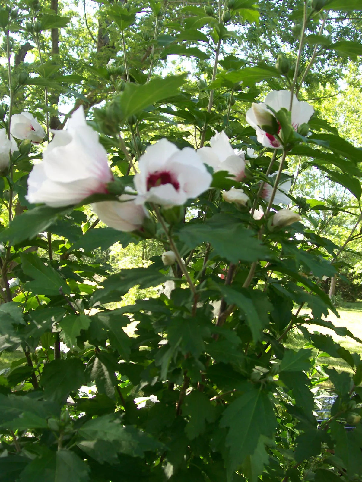 Set of 4 Rose of Sharon Plants 12-24 inches Mixed Colors (Hibiscus syriacus) 2-3 Years Old for Zones 5-9
