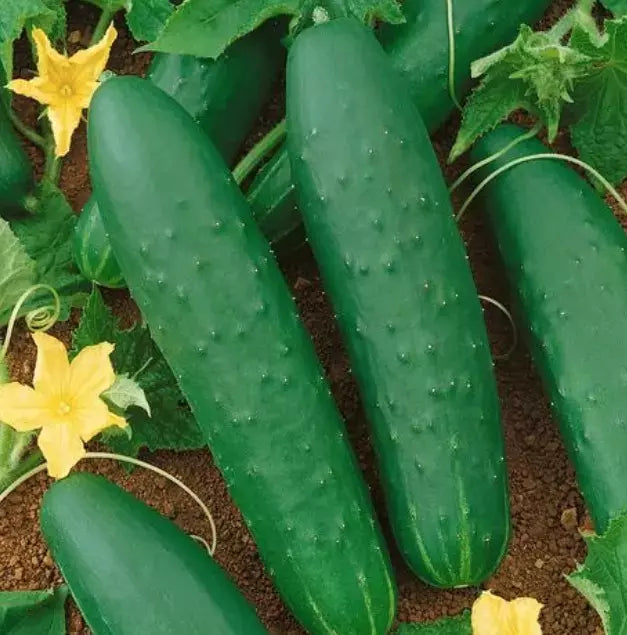 Double Yield Cucumber Seeds - Organic Heirloom - NON GMO - 100+ Seeds - Cucumis sativus - Fresh Gardening Supplies