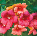 Flame Orange Red Trumpet Vine Bare Root Live Plant - Campsis radicans - 1+ Foot Natural Garden Climber