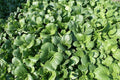 Tat Soi Seeds - Heirloom Non-GMO Chinese Cabbage Seeds with Tracking - Brassica rapa subsp. narinosa