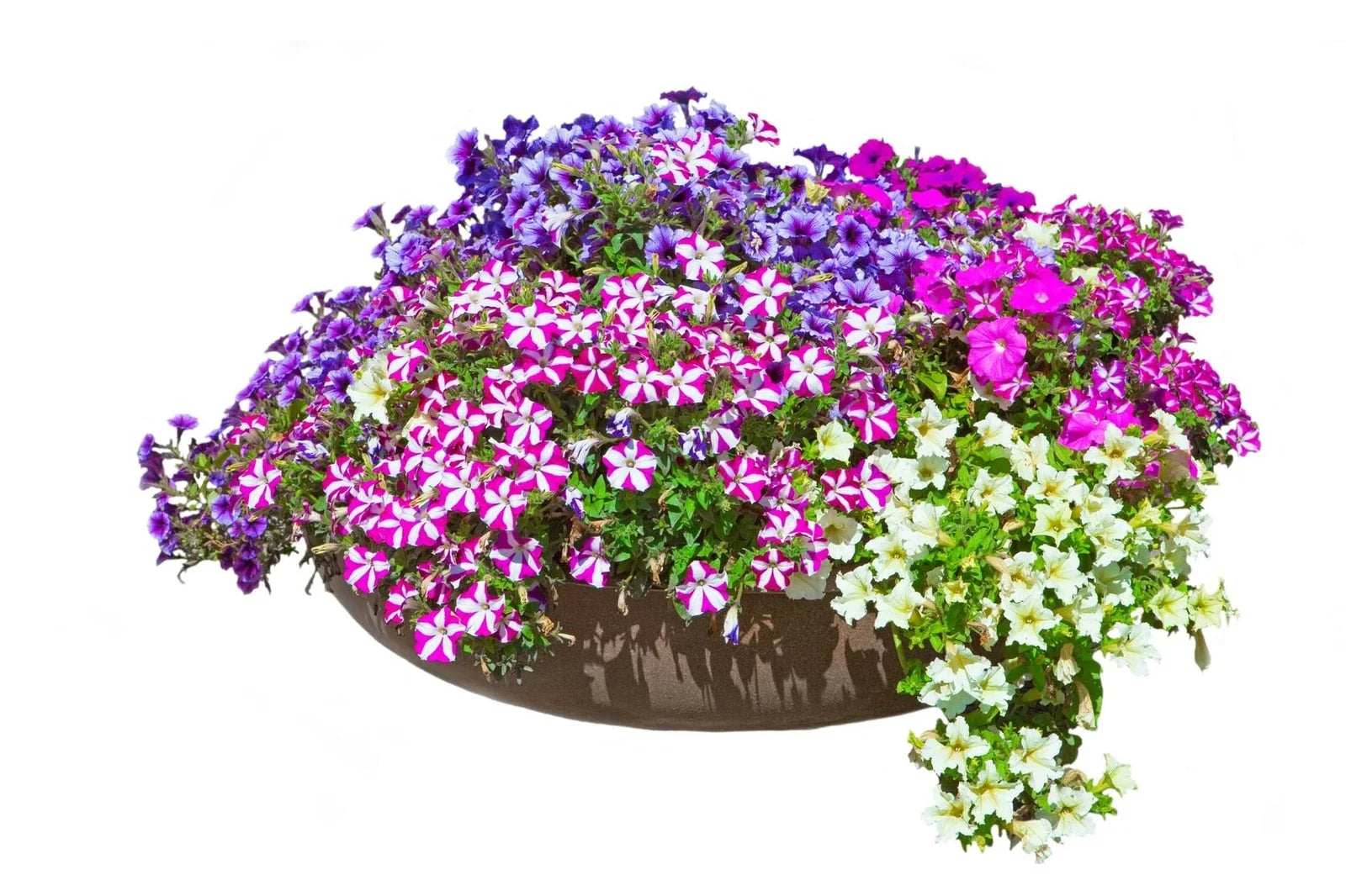 Petunia Flower Seeds | 200+ Non-GMO Seeds | Rare Varieties for Planting | Petunia spp.