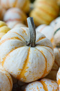 Dwarf Tiger Striped Gourd Seeds - 15 Unique Rare Vegetable Seeds - Cucurbita pepo