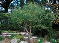 Corkscrew Willow Tree Cuttings - Live Branches with Curled Leaves - Salix babylonica 'Tortuosa' - 2 Pack