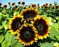 Pro Cut Bi-Color Sunflower Seeds - Fresh Sunflower Seed (Helianthus annuus) for Garden Planting