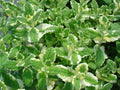 Pineapple Mint Seeds - 1000 Rare Medicinal Herb Seeds for Aromatic Gardens - Mentha suaveolens