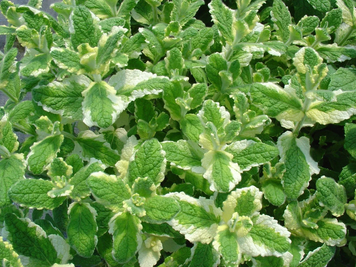 Pineapple Mint Seeds - 1000 Rare Medicinal Herb Seeds for Aromatic Gardens - Mentha suaveolens
