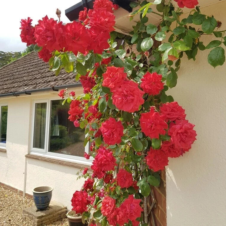 Climbing Rose Cuttings - The Prince's Trust Rose - English Legend - Rosa 'English Legend' Live Plant