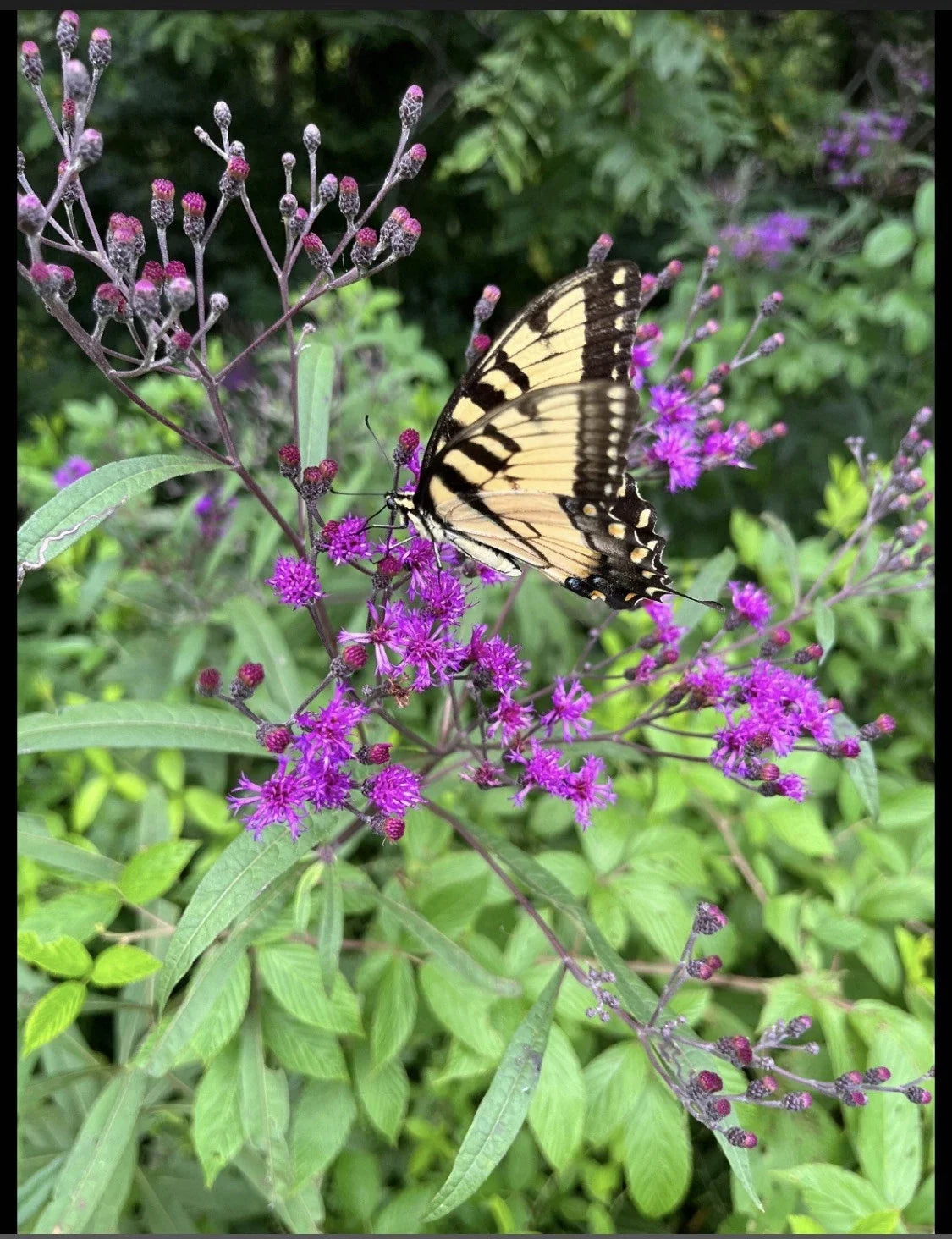 Live Bare Root Joe Pye Plant - Ironweed - Fast Growing Perennial Flowering Plant - Attracts Butterflies - Eupatorium purpureum