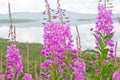 Fireweed Seeds 300+ Count Rosebay Willow Herb Yanagiran Native Medicinal Wildflower (Chamerion angustifolium)
