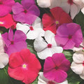 Vinca Seeds 500 Count - Sunsplash Mix GL - Catharanthus roseus - Colorful Annual Flowering Plants for Gardens
