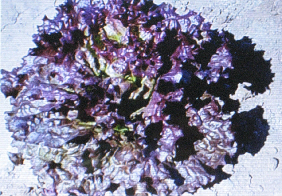 Ruby Red Leaf Lettuce Seeds | 100 Count | Heirloom Variety | Lactuca sativa