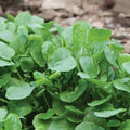 Upland Cress Seeds Non-GMO Heirloom, Creasy Greens - Nasturtium officinale, Tracking Included