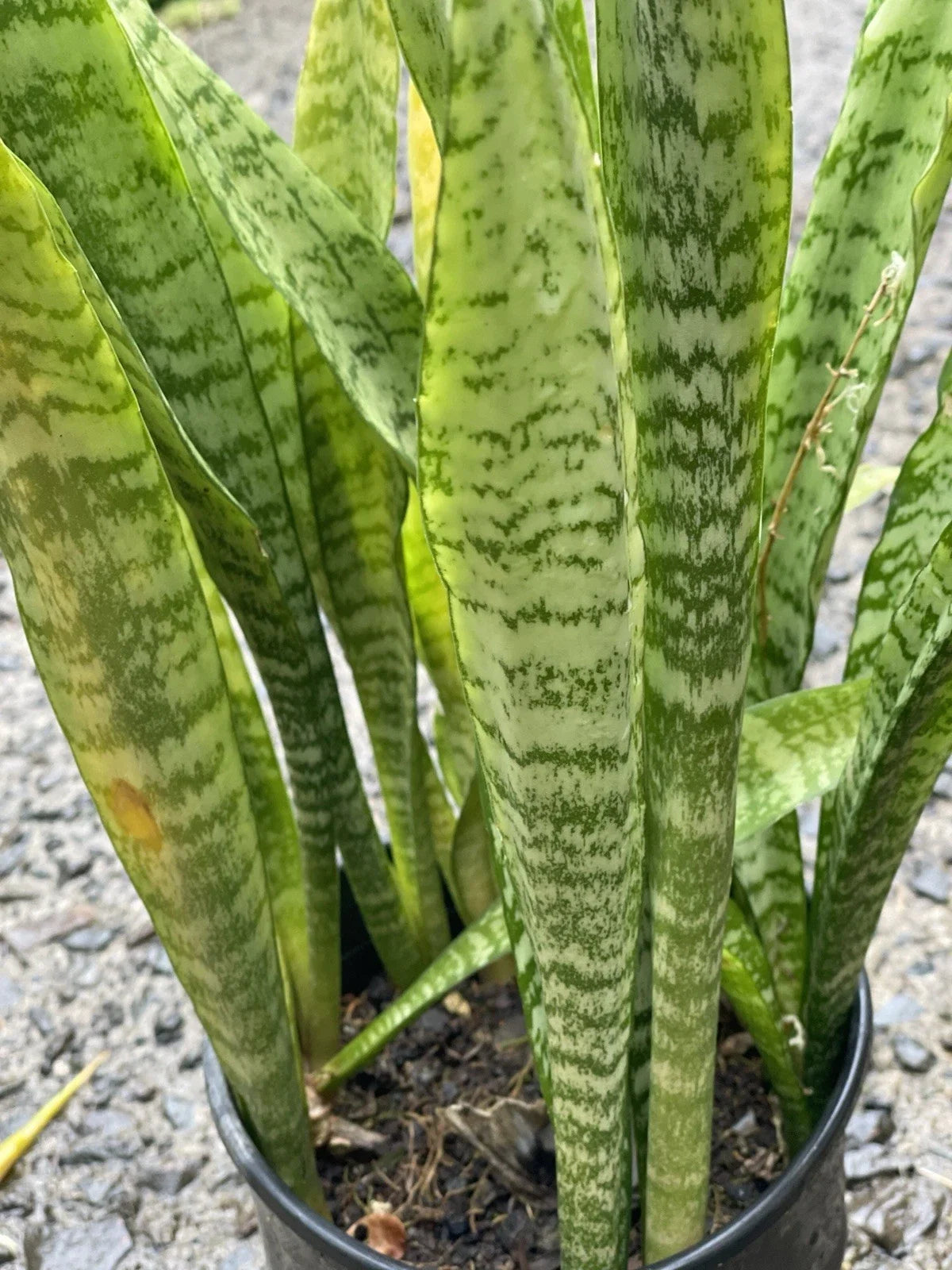 Sansevieria Starter Leaf Cuttings - Hawaii Grown Organic Snake Plant (3 Pack) - Perfect for Indoor Gardening