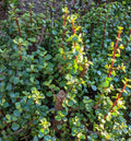 10 Cuttings 6" Portulacaria Afra Elephant Bush Succulent, Dwarf Jade Cactus, Easy Care Houseplant