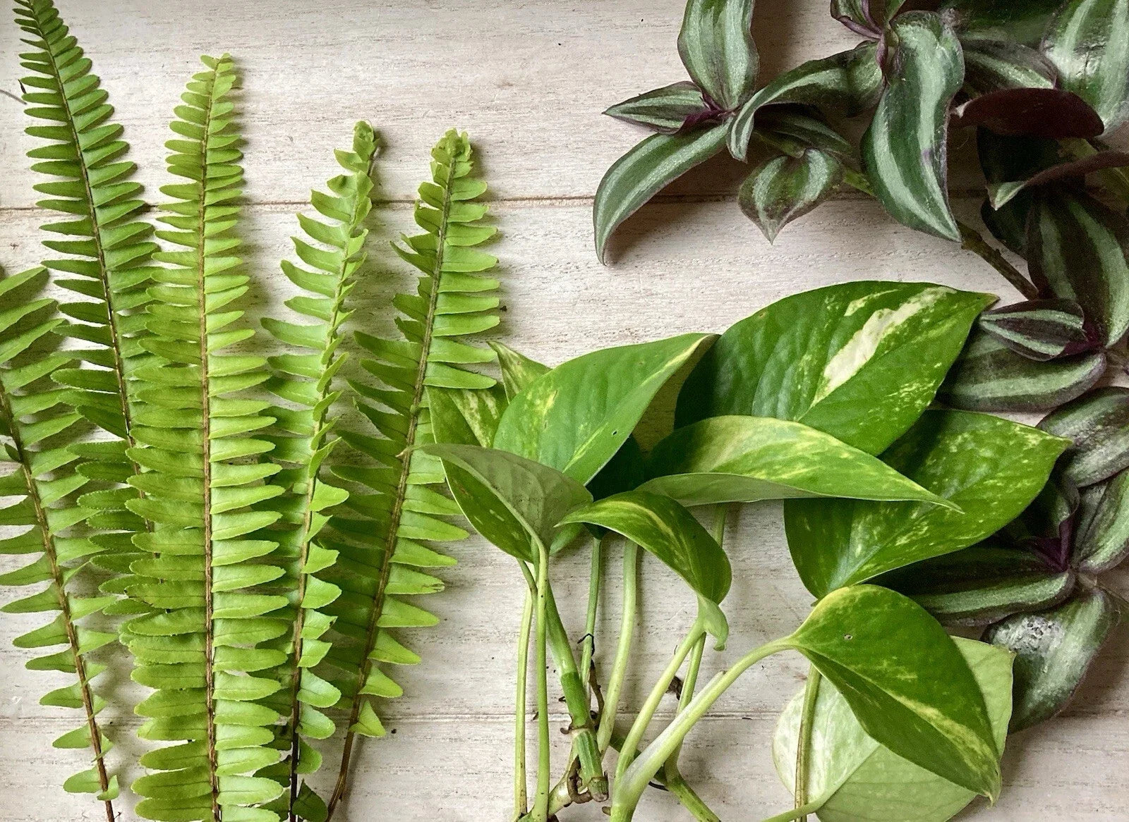Healthy Rooted Plant Cuttings - 15 Assorted Varieties for Propagation - Perfect for Gardening and Home Decor
