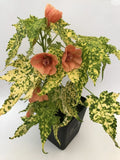 Small Starter Plant - Thompsonii Variegated Peach Abutilon Flowering Maple - Abutilon striatum - Healthy Well-Rooted Plant
