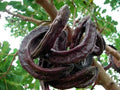 St. John's Bread Tree Seeds (10 Seeds) - Ceratonia Siliqua, Carob Tree Seeds for Planting