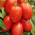 Roma Tomato Seeds - 101+ Organic Paste Variety for Sauces & Salads - Perfect for Garden & Container Planting