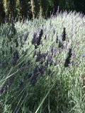 Organic Live Lavender Cuttings - California USA - Fresh Cuttings - Lavandula angustifolia