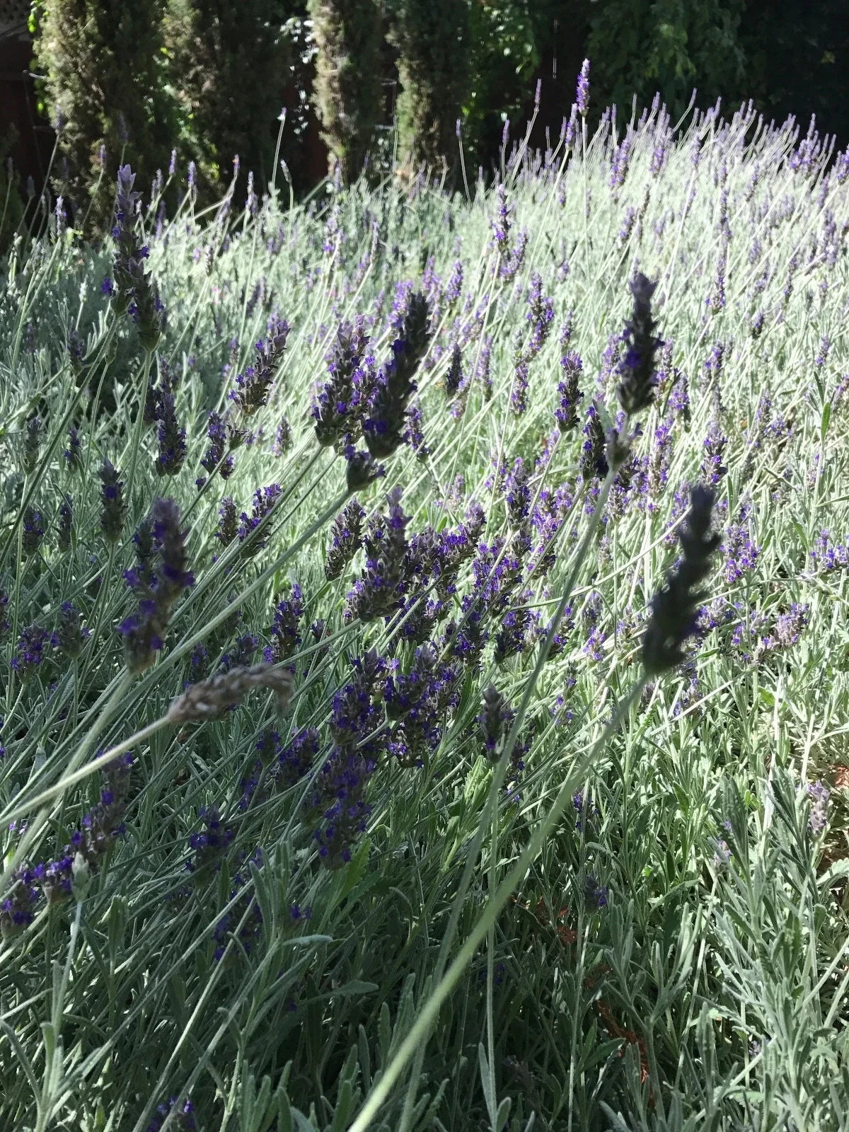 Organic Live Lavender Cuttings - California USA - Fresh Cuttings - Lavandula angustifolia