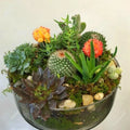 Mixed Rare Stone Cactus Seeds, 100pcs Pack, Unique Succulent Varieties, Cactus Seed Mix for Planting (Various Species)