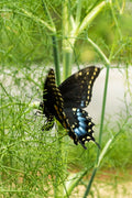 Fennel Seeds 200 Count Non-GMO Herb Perennial Swallowtail Butterfly Host Plant (Foeniculum vulgare)