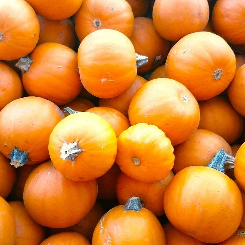 Wee-B-Little Pumpkin Seeds | Mini Orange Untreated Round Bush Pumpkins | Cucurbita pepo Seeds 2025
