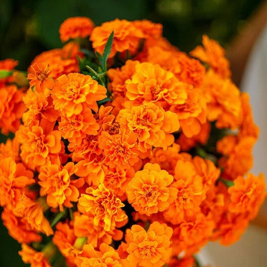 French Marigold Seeds - Tangerine Double Dwarf - Non-GMO - 100 Seeds - Tagetes patula