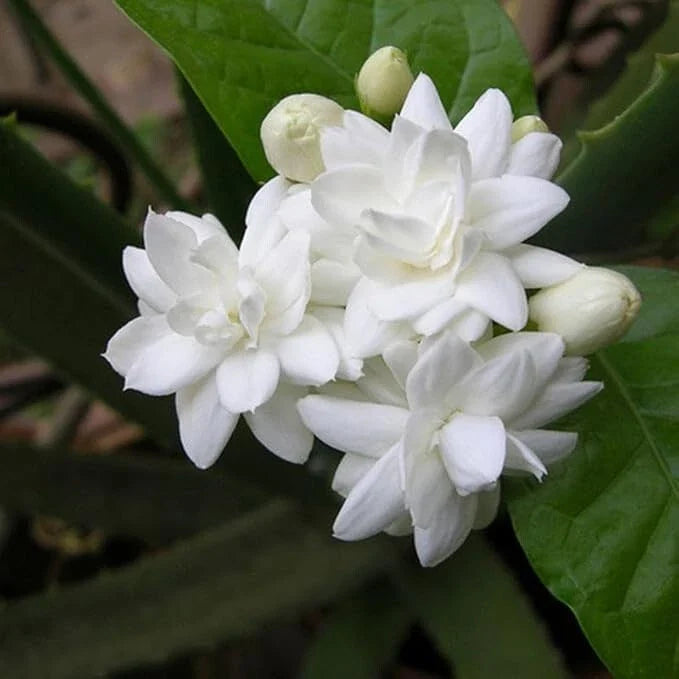 Fragrant Arabian Jasmine Live Plant 10" Tall with Buds - Indoor/Outdoor - Jasminum sambac