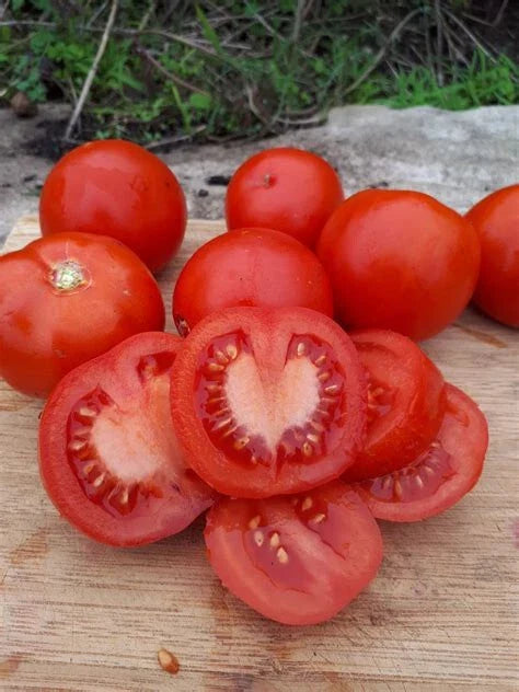 Nepal Tomato Live Starter Plants 4+ Inches Set of 2 - Heirloom Variety
