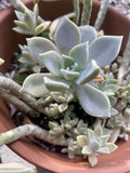 Graptopetalum Paraguayense Ghost Plant Cuttings in 2” Pot - Succulent, Easy Care Indoor Plant, Unique Grey Color