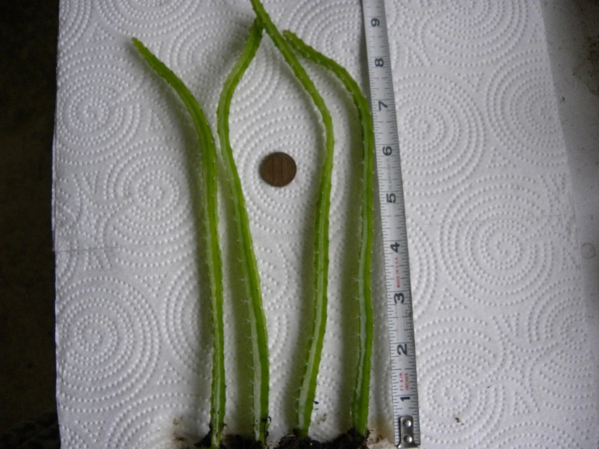 Bare Root Dragon Fruit Seedlings Lot of 4 | Dragonfruit Plant | Hylocereus spp.