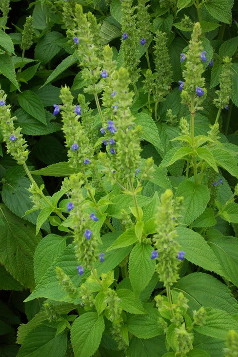 Chia Seeds Non-GMO - Salvia hispanica - Various Sizes Available - Healthy Superfood for Smoothies, Baking & More