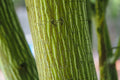 Snake Bark Maple Tree Seeds - 30 Seeds - Acer capillipes - Ideal for Planting, Unique Bark, Deciduous Tree